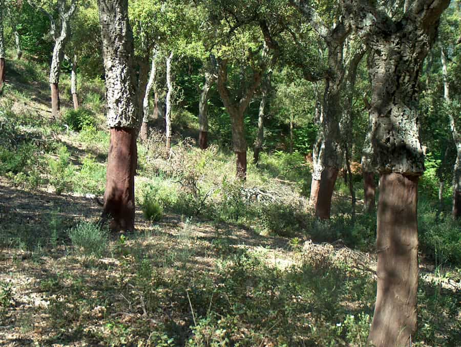 alcornocal catalán_enscat alcornocal catalán_enscat