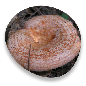 bolet_ENSCAT bolet_ENSCAT