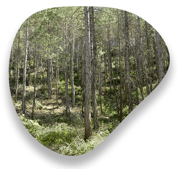 bosc-blob_enscat bosc-blob_enscat