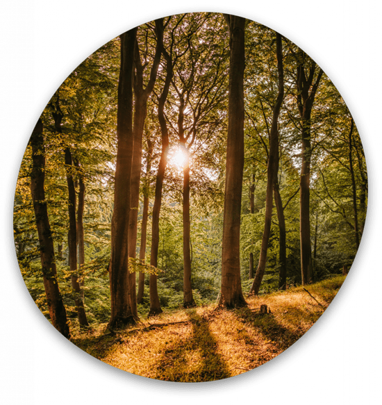 Forest_ENSCAT Forest_ENSCAT