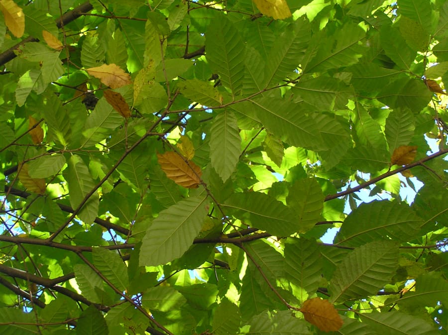 Fulles castanyer 2_enscat Fulles castanyer 2_enscat