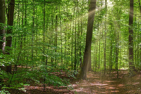 FOREST_ENSCAT FOREST_ENSCAT