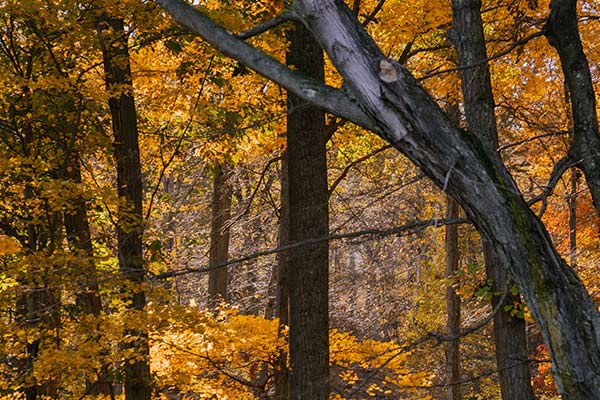 FOREST_ENSCAT FOREST_ENSCAT