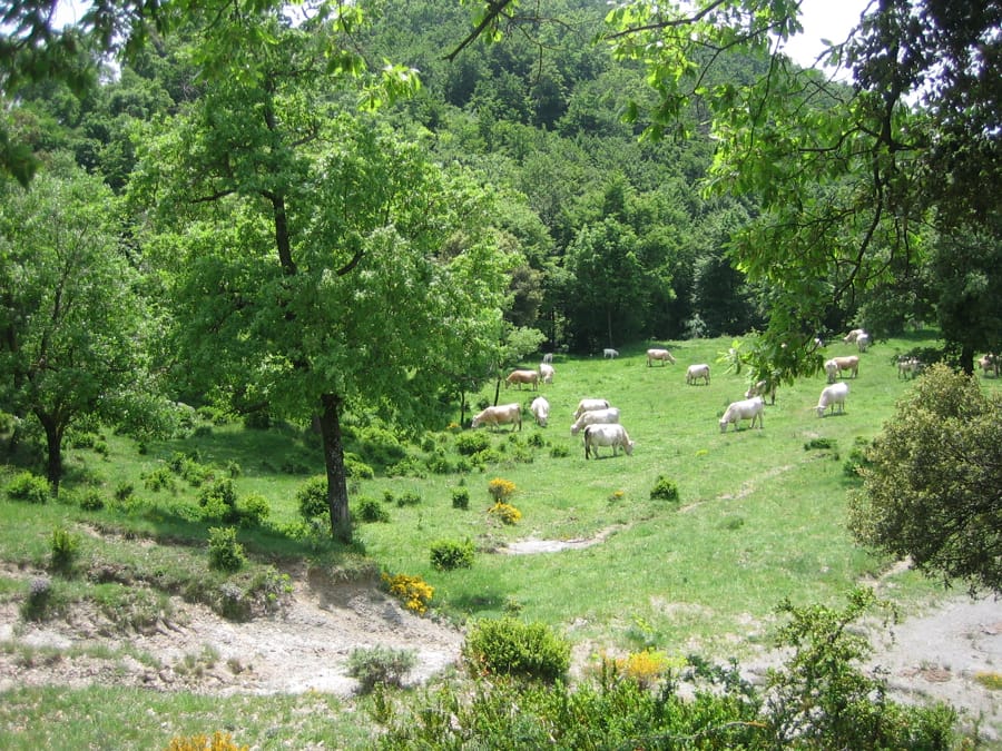 pastura_ENSCAT pastura_ENSCAT