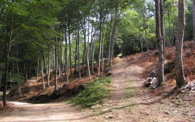 Tallada_enscat Tallada_enscat