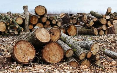 Troncs_ENSCAT Troncs_ENSCAT